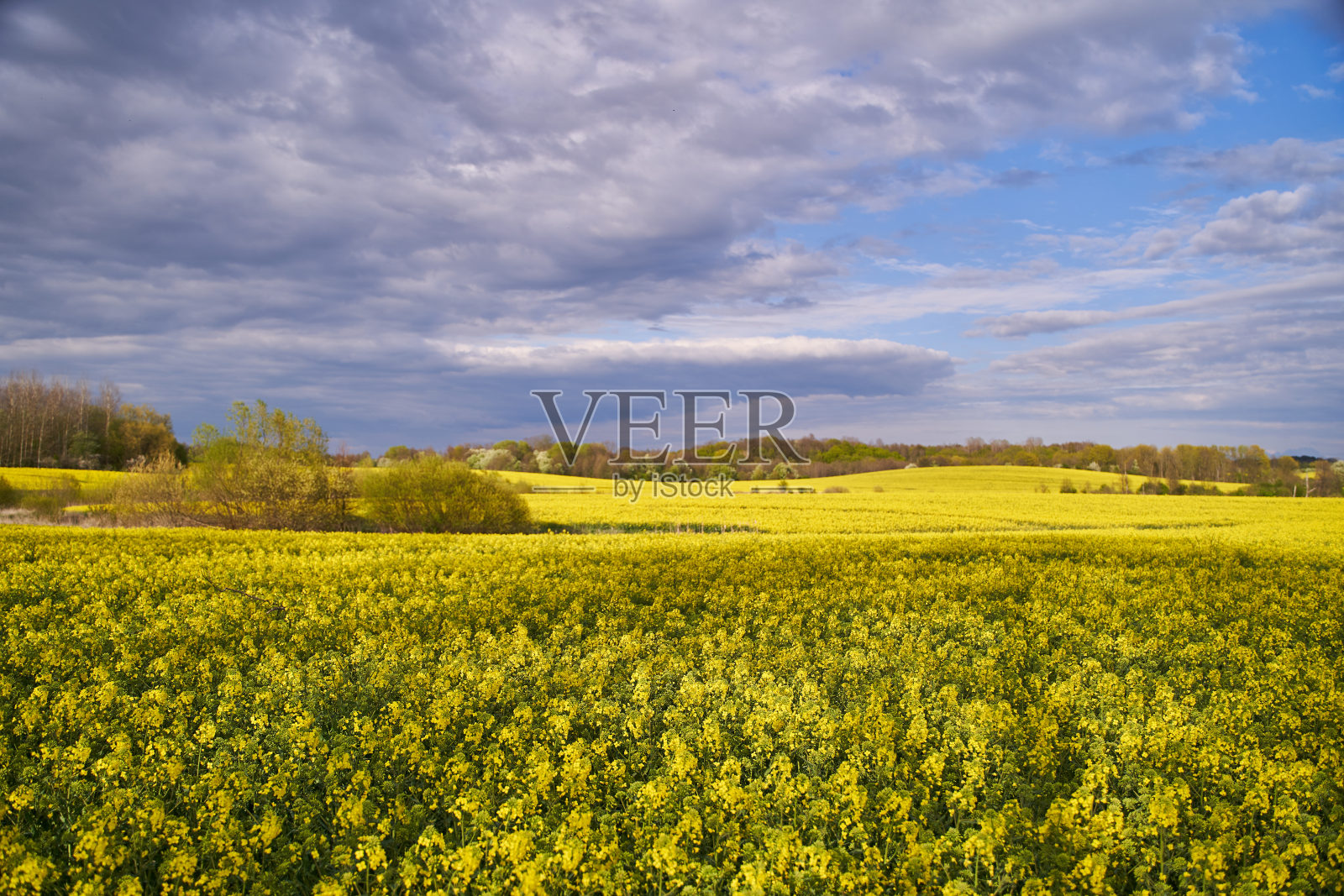 黄色的油菜籽花。带着黄色油菜花的风景照片摄影图片