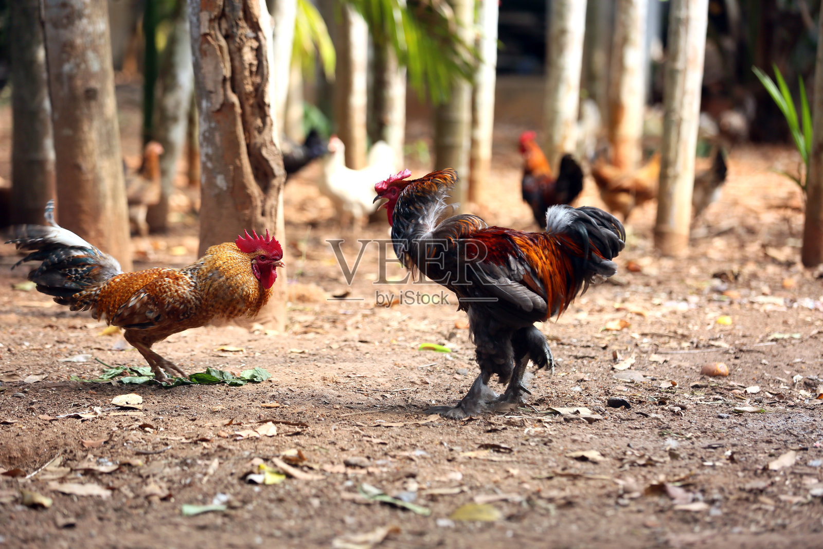 小公鸡要打架了照片摄影图片