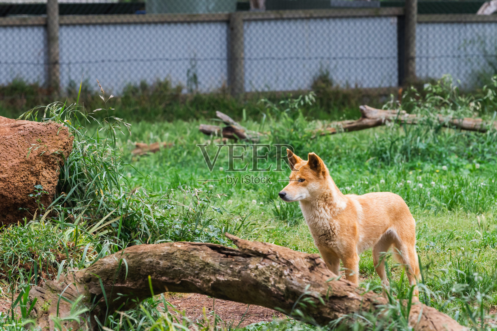 澳洲野狗是澳大利亚菲利普岛野生动物园的一种野狗。照片摄影图片