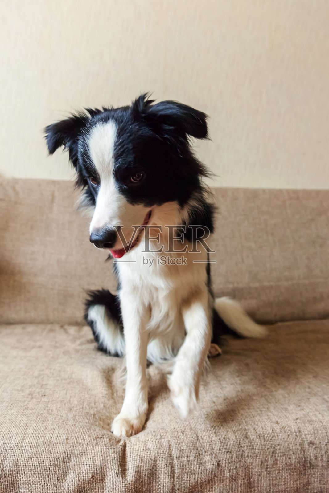 滑稽的肖像可爱的微笑小狗边境牧羊犬在沙发上。可爱的新成员小狗在家里凝视和等待奖励。宠物护理和动物概念照片摄影图片