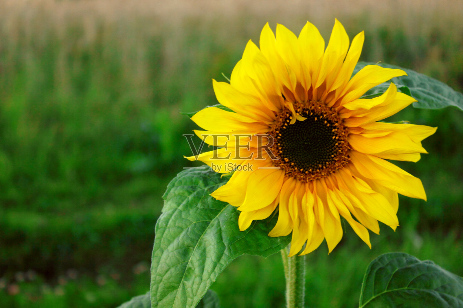 一个向日葵近距离模糊的绿色背景，复制空间照片摄影图片