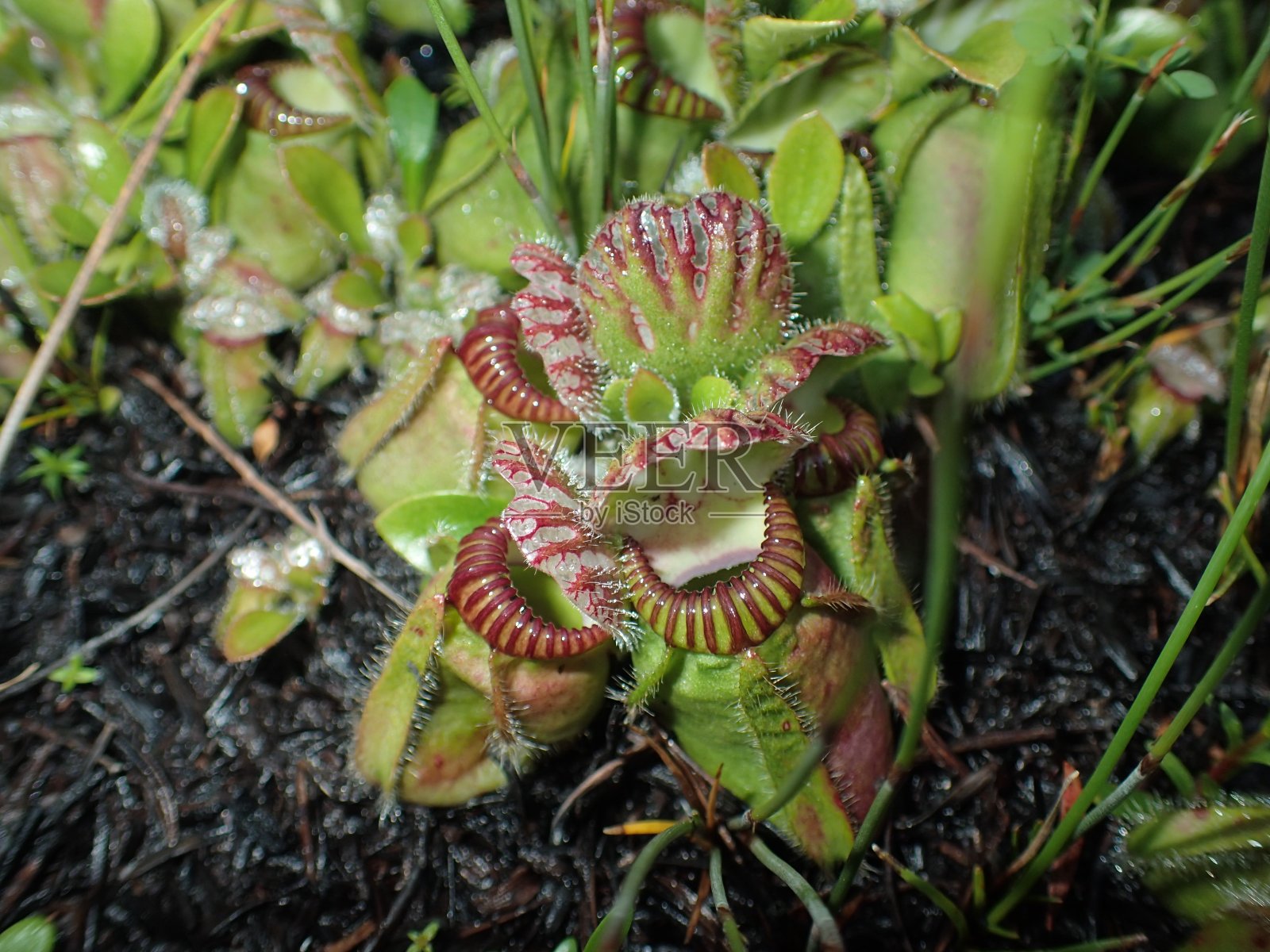 猪笼草毛囊头蒿照片摄影图片