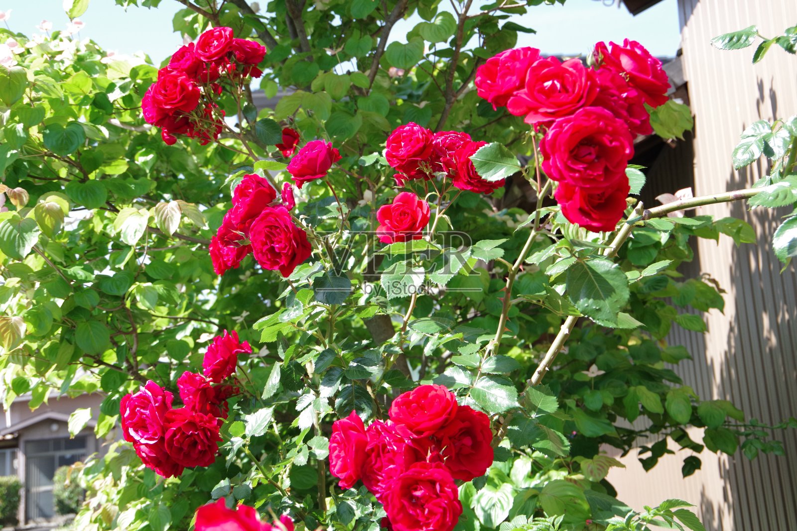 盛开的玫瑰/高贵的红色照片摄影图片