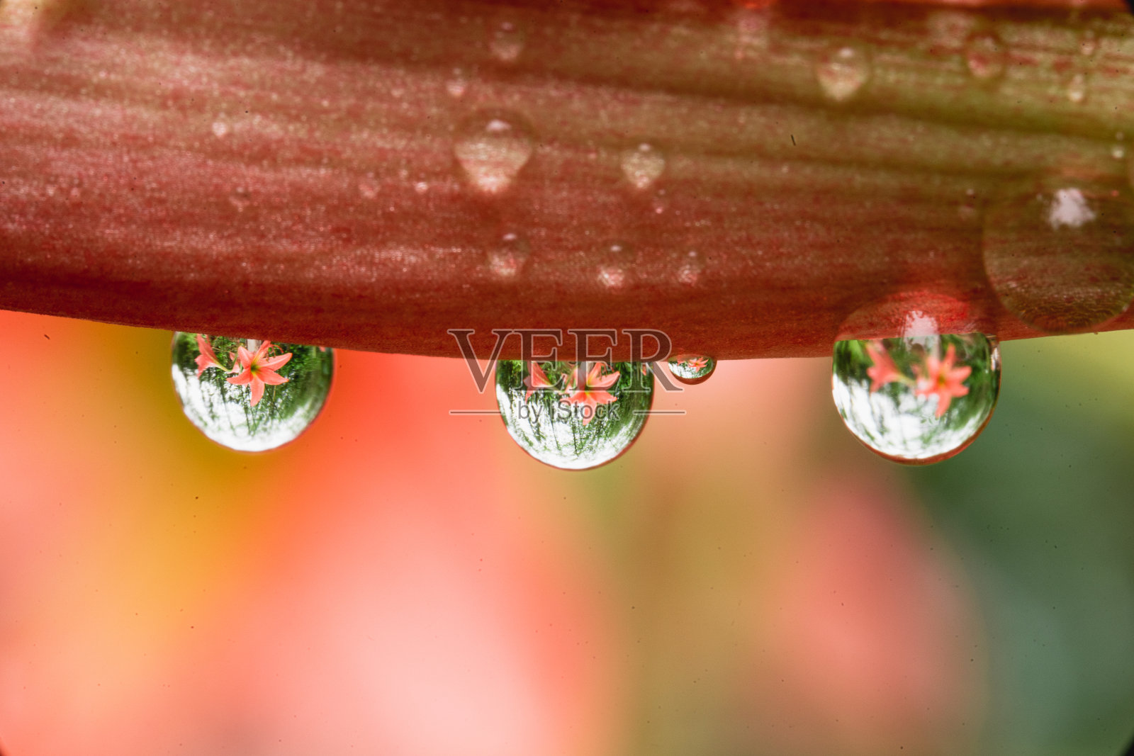 粉红色的花在雨季，水滴在大自然的花照片摄影图片