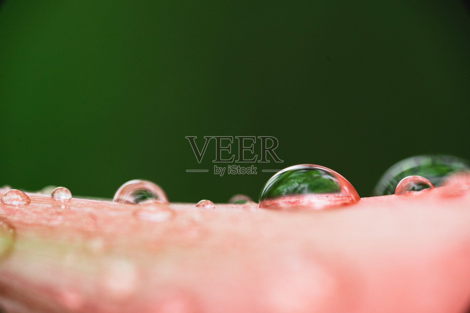 粉红色的花在雨季，水滴在大自然的花照片摄影图片