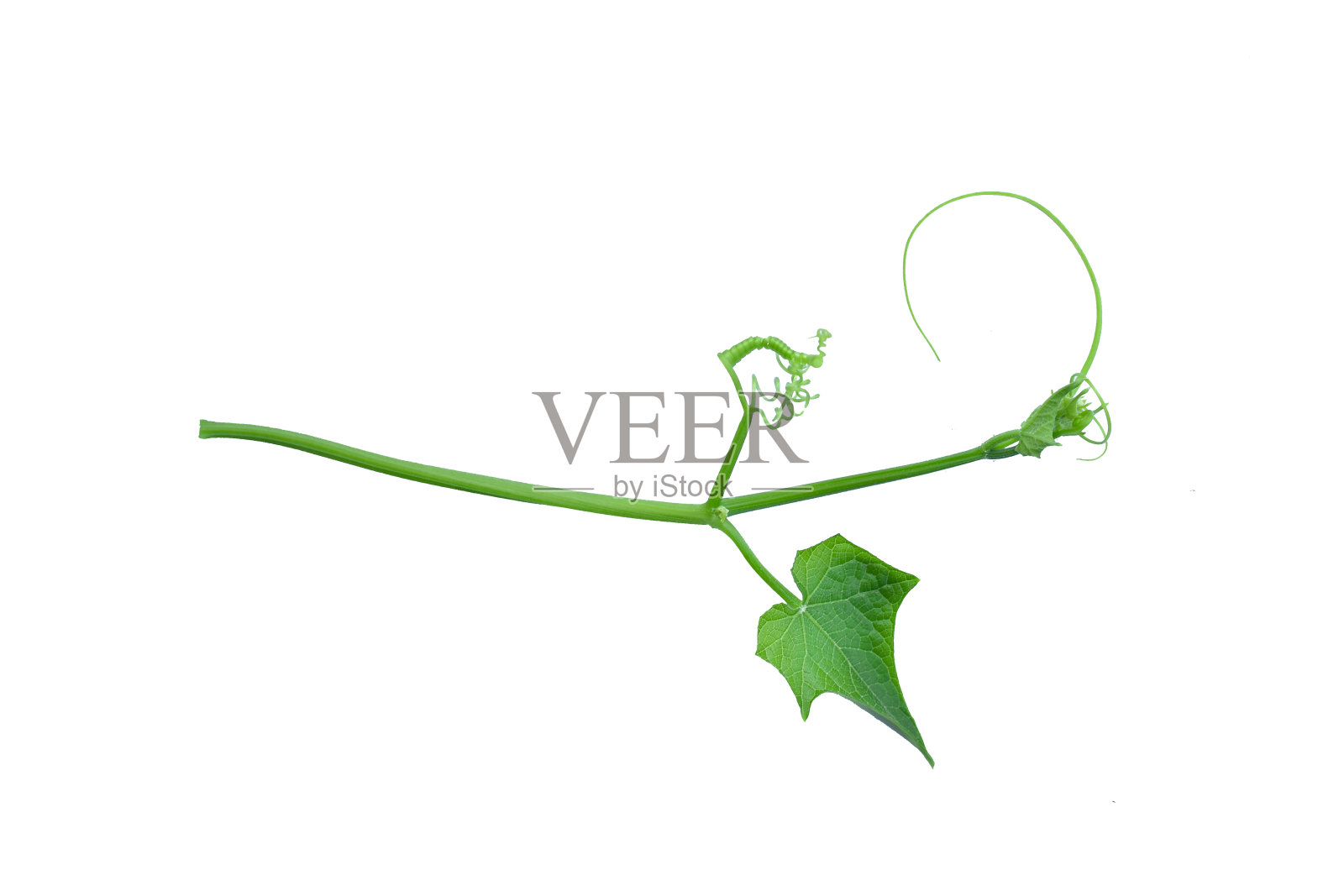 扭曲的丛林藤本植物与心型绿色叶子孤立在白色背景，修剪路径包括。花卉Desaign。高清图像和大分辨率。可以用作墙纸吗照片摄影图片