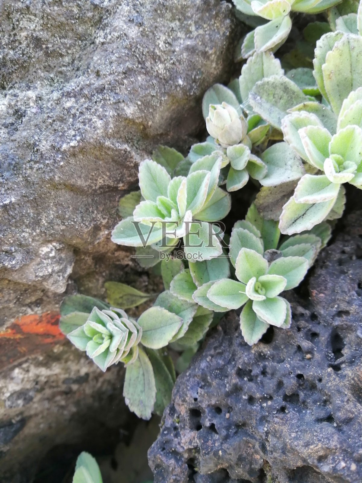 岩石间的微妙生长照片摄影图片