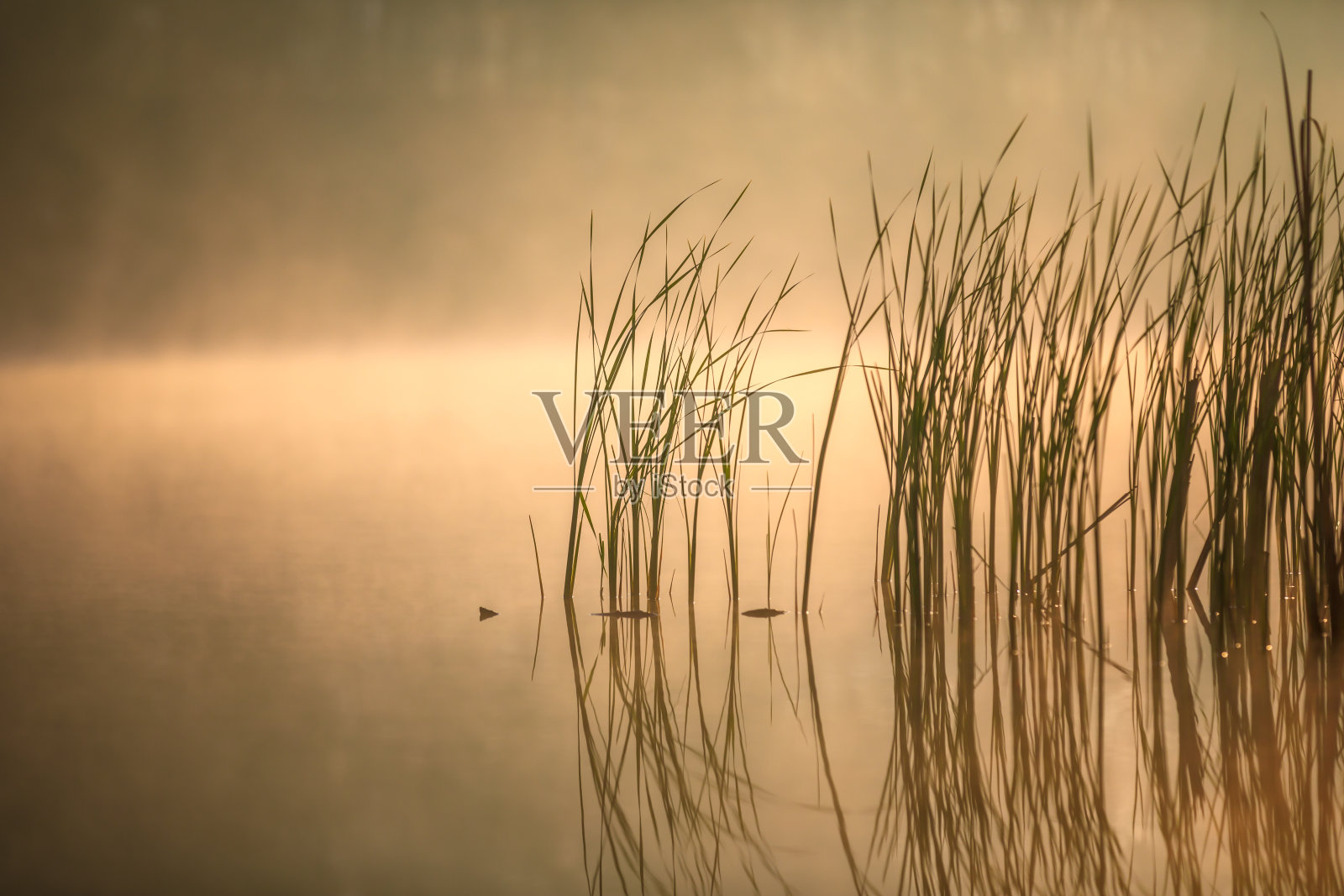 芦苇(柔和的灯光背景)照片摄影图片