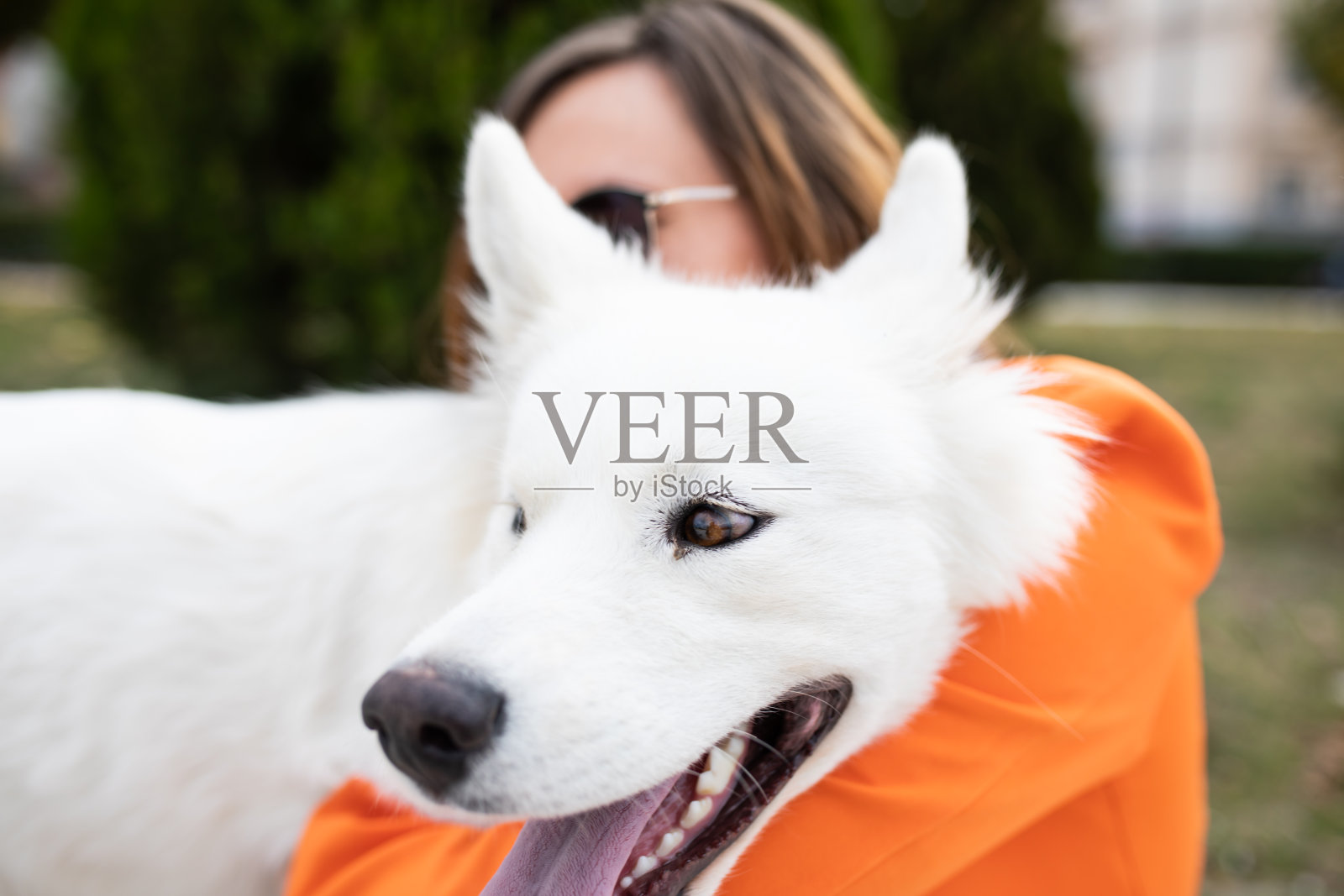 狗被主人拥抱照片摄影图片