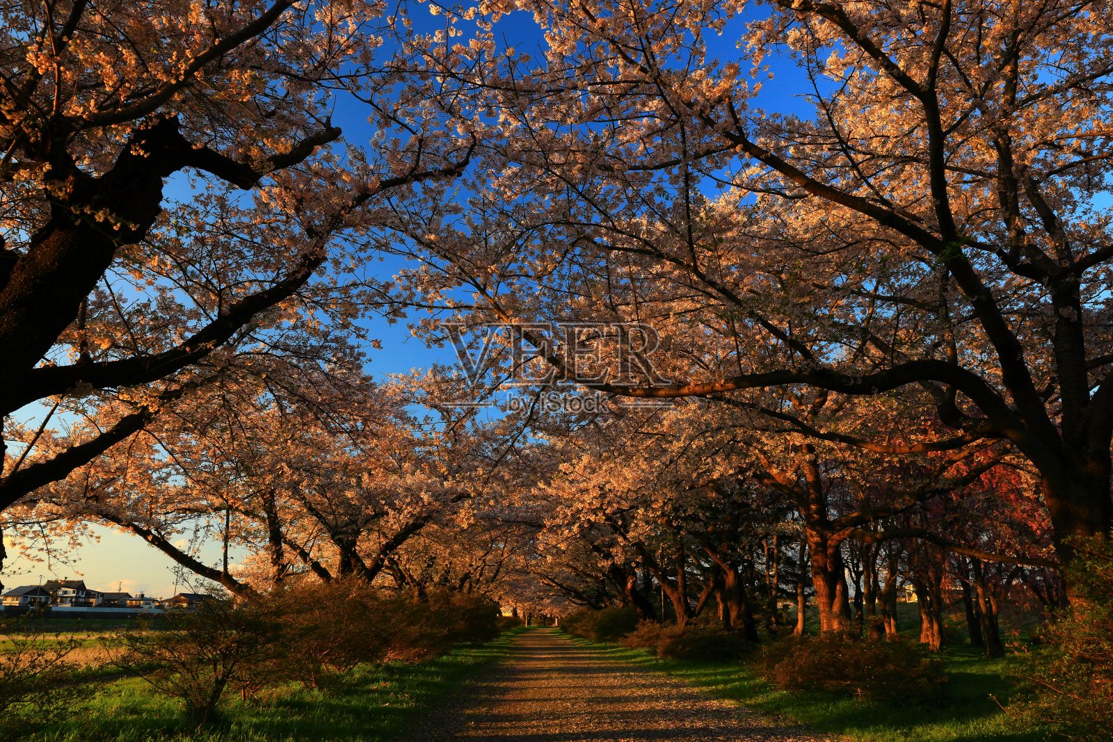 日落时一排樱花树照片摄影图片