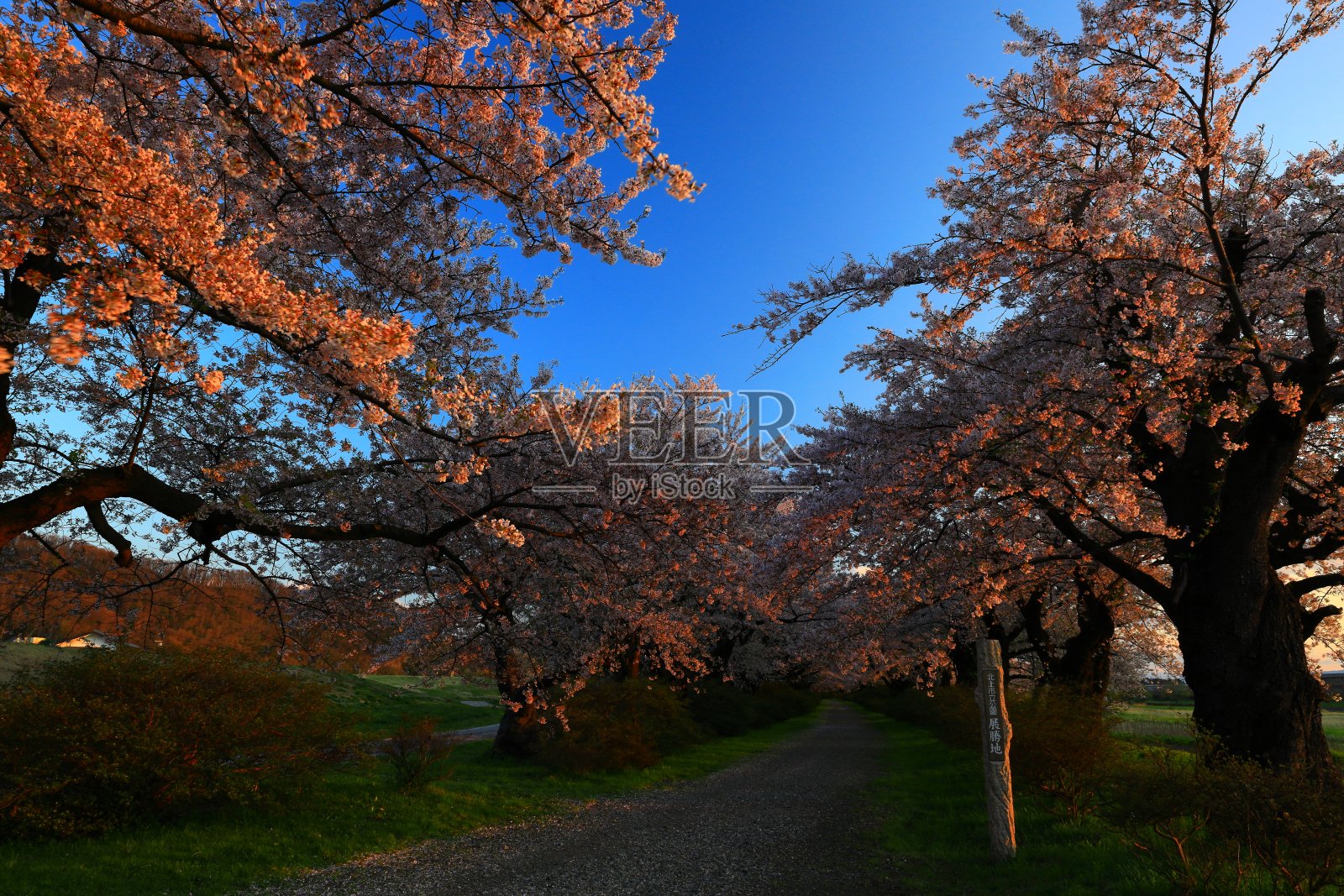 日落时一排樱花树照片摄影图片