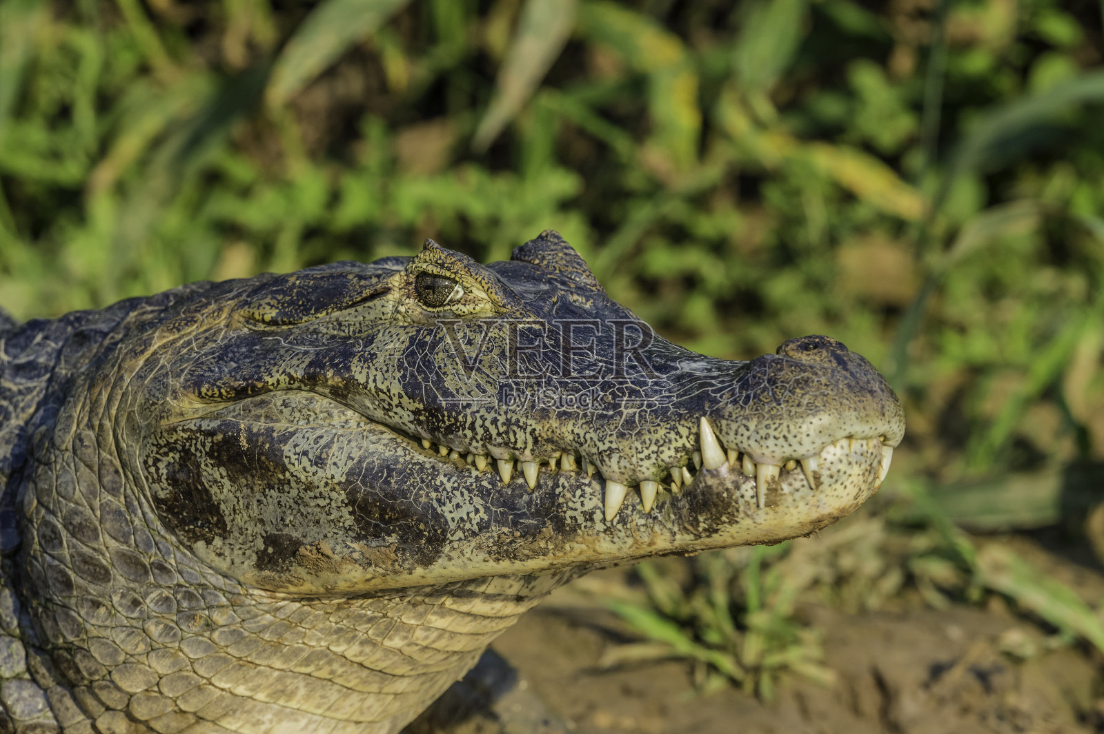 牙齿和嘴的Yacare凯门鳄(凯门鳄Yacare，是一种凯门鳄发现在潘塔纳尔，巴西。照片摄影图片