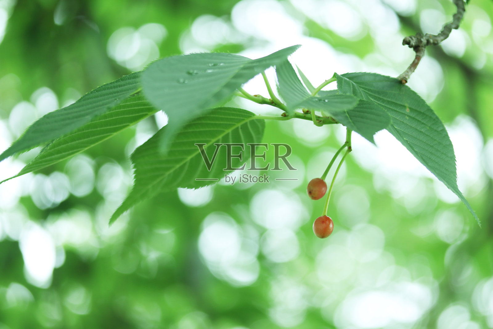 樱桃树的嫩叶照片摄影图片