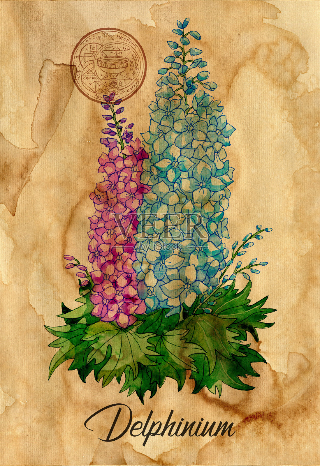 飞燕草花与魔法印章上的旧纸纹理背景。万圣节女巫治疗药草收集。手绘植物插图深奥，神秘和巫术符号。插画图片素材