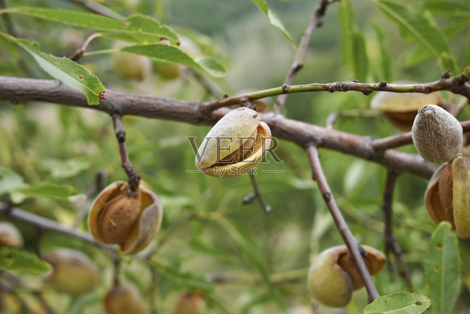 普鲁努斯·杜尔西斯照片摄影图片