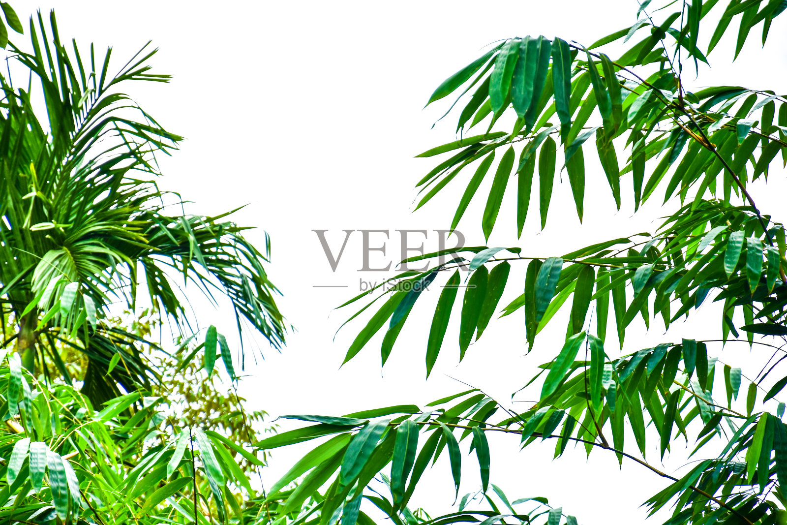 竹叶与白云背景，自由的文字空间照片摄影图片