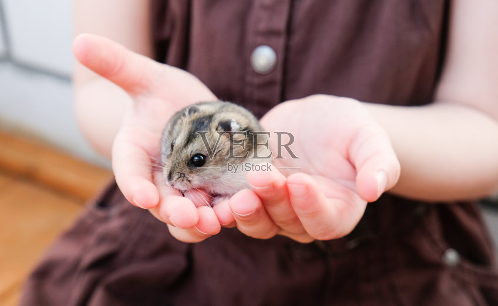 一个女孩手里拿着一只仓鼠。照片摄影图片