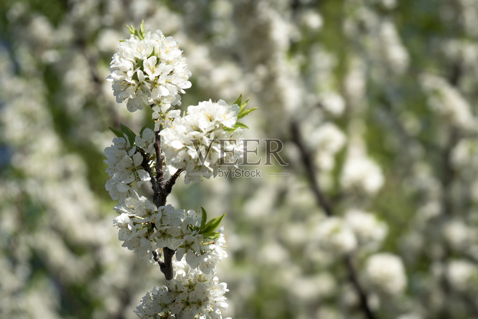 樱花盛开。樱花开了，开花了，开花了。春天自然，美丽，环境。新生命觉醒，青春成长理念照片摄影图片