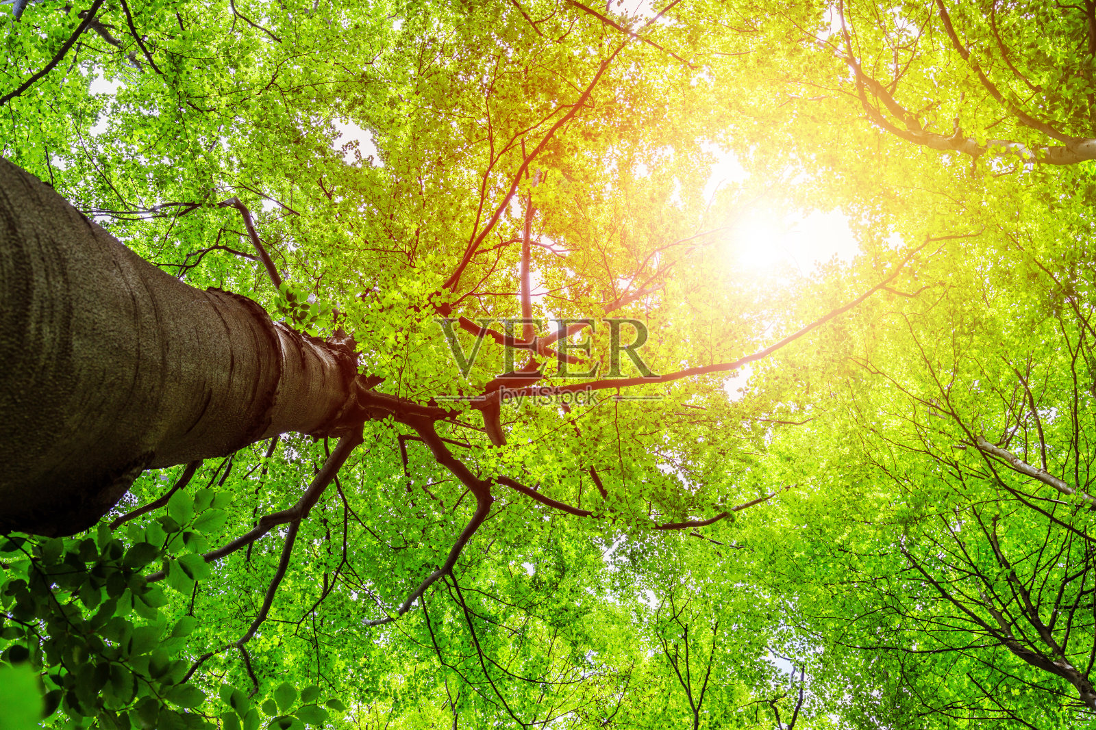 森林中令人印象深刻的云杉:放松，灵性和木材治疗照片摄影图片