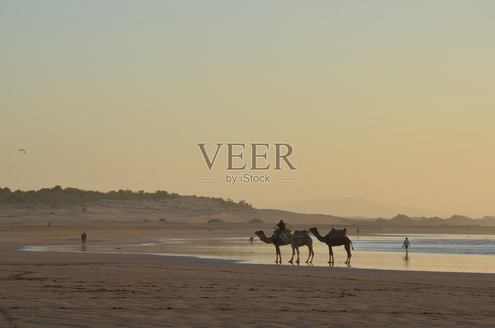 摩洛哥美丽日落的骆驼剪影。照片摄影图片