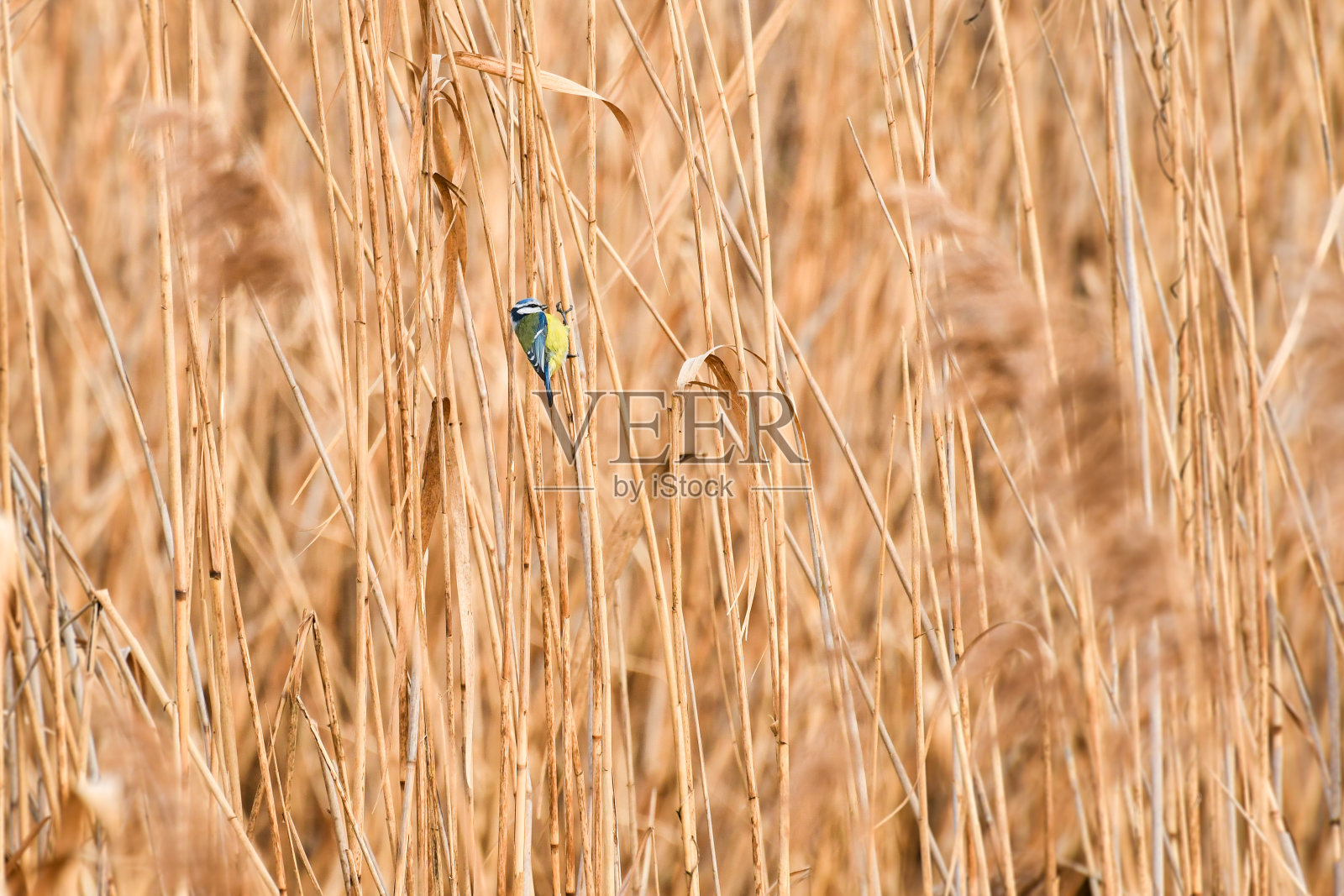 一只小鸟，蓝色的山雀，栖息在河边的一根干芦苇上。照片摄影图片