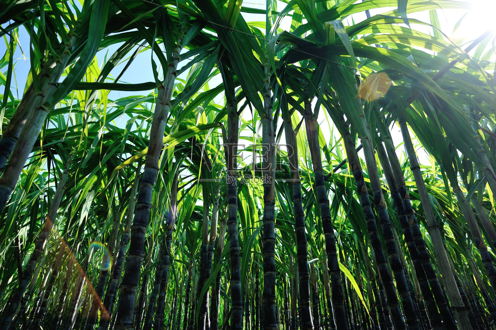 田间种植的甘蔗照片摄影图片