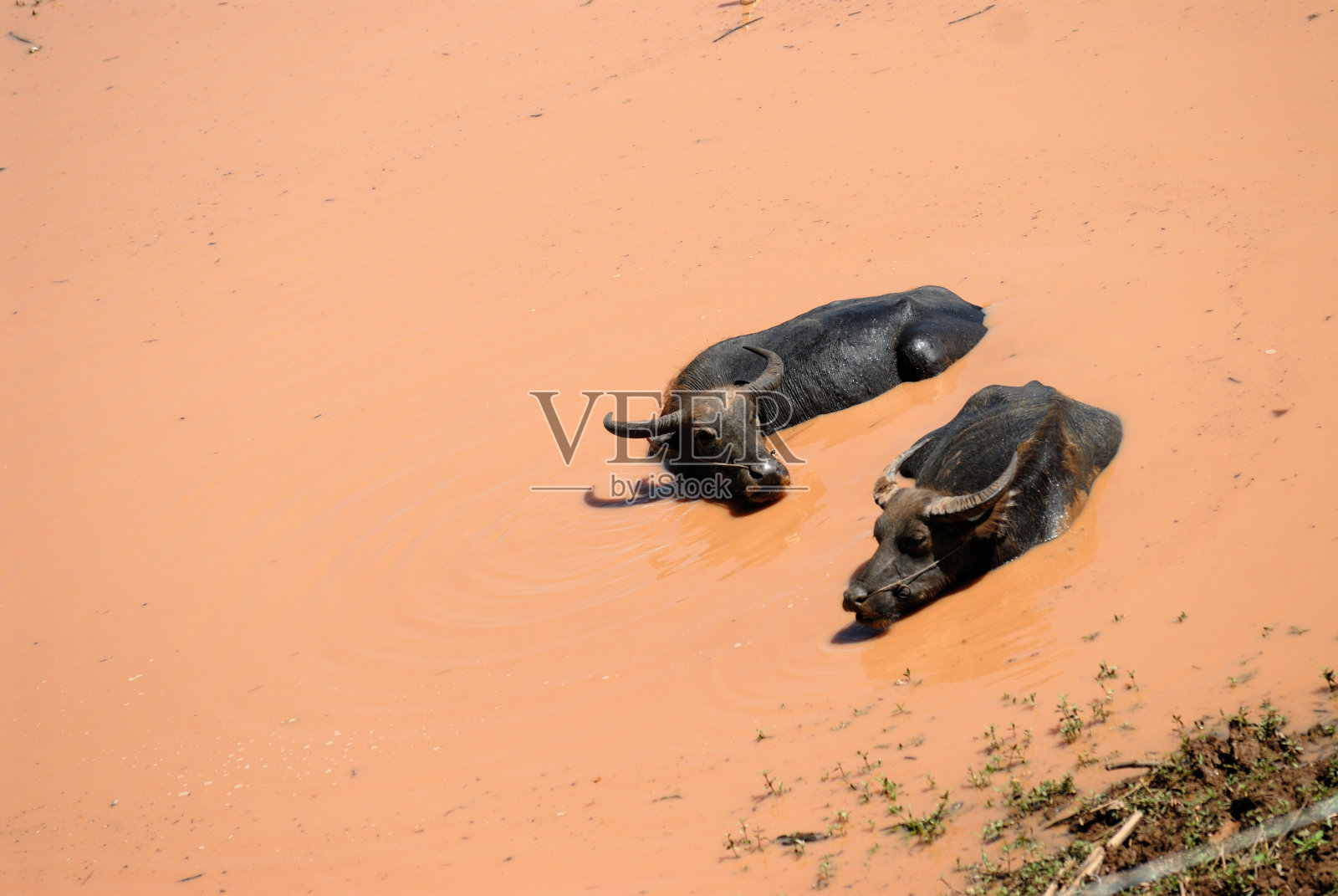 水牛在水渠洗澡照片摄影图片