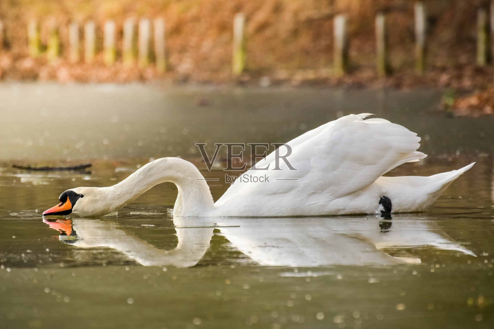 一只成年白天鹅伸着脖子喝池塘里的水。照片摄影图片