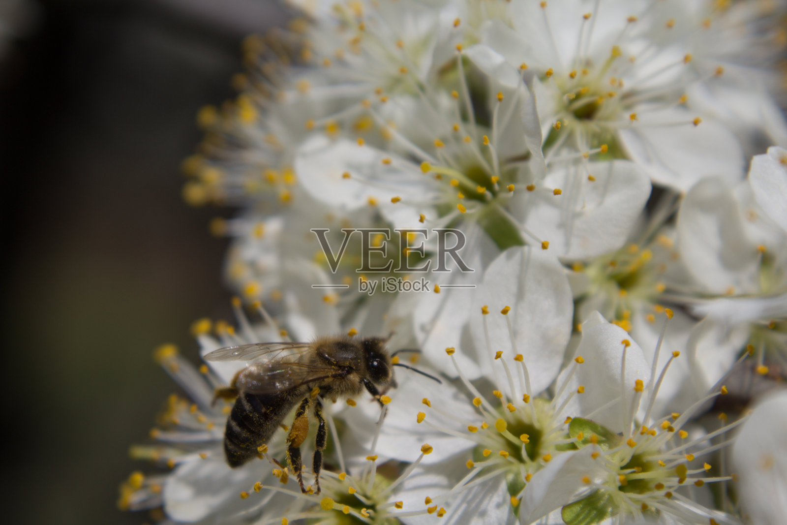 拍摄美丽的春花照片摄影图片