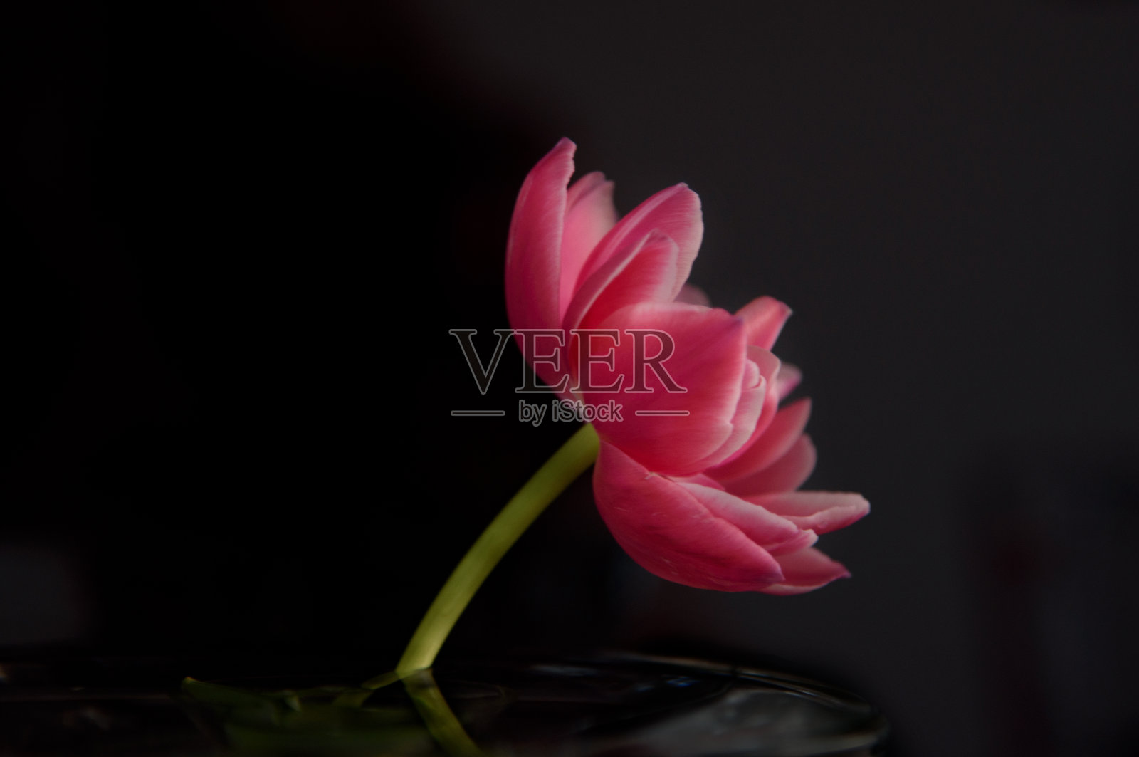 花照片摄影图片