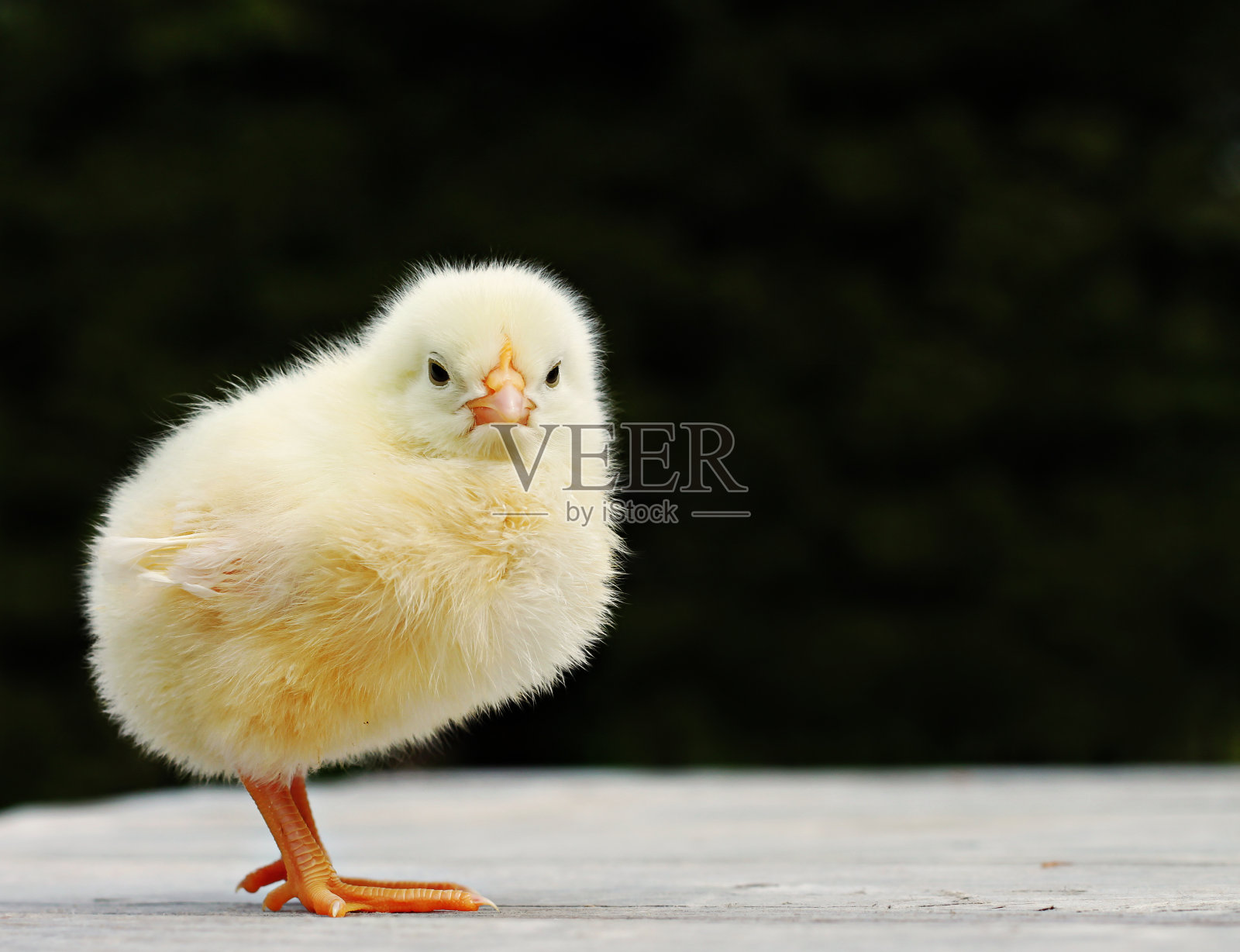 小鸡在农场里玩耍照片摄影图片