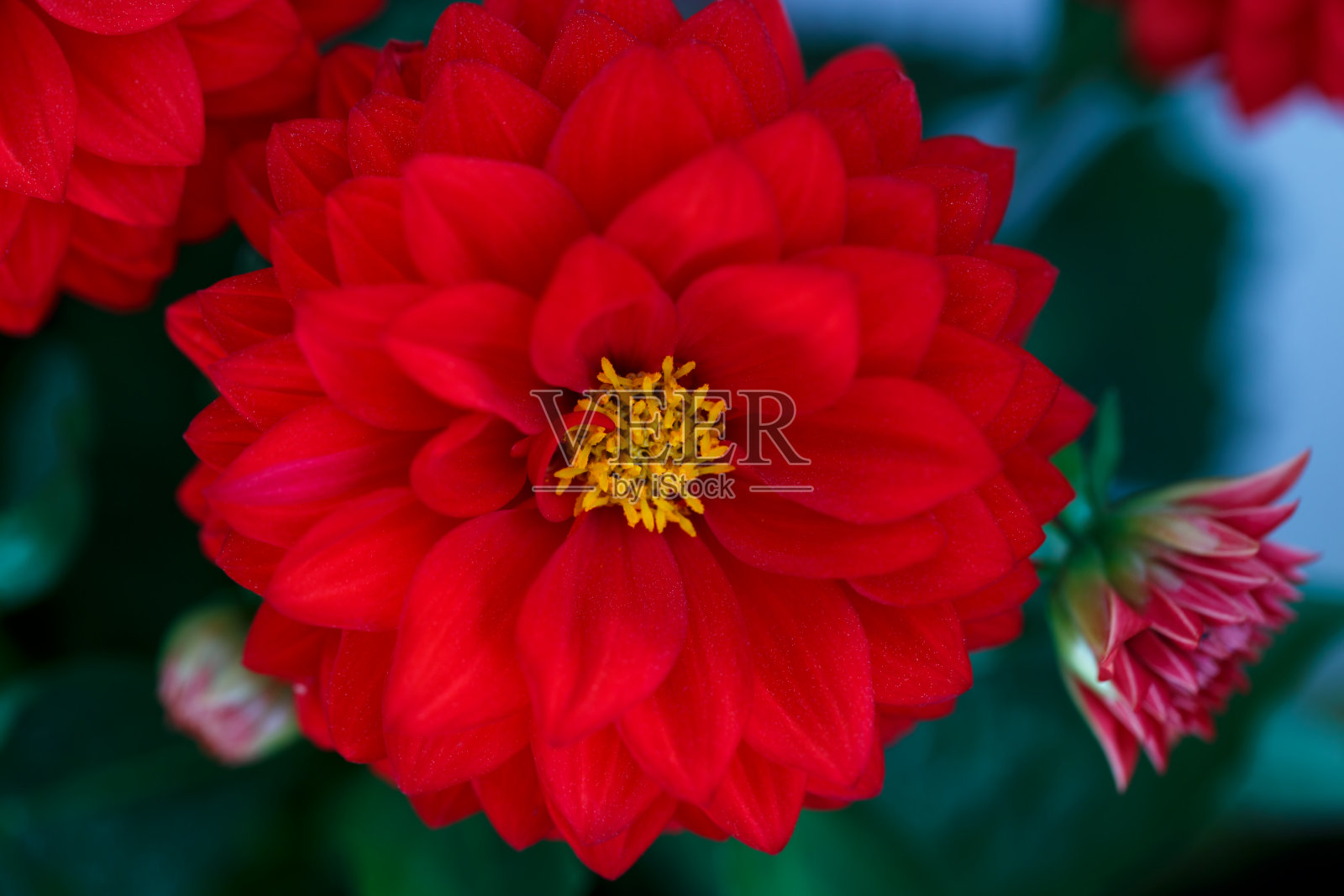 红色大丽花照片摄影图片