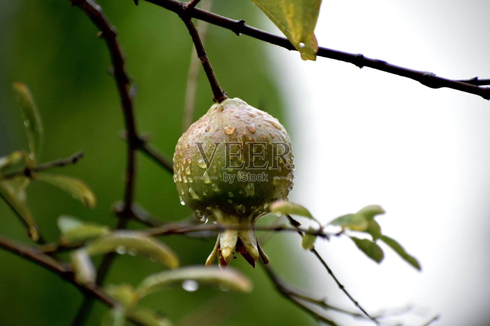 阴天里，石榴果实带着雨滴从植物上垂下来照片摄影图片