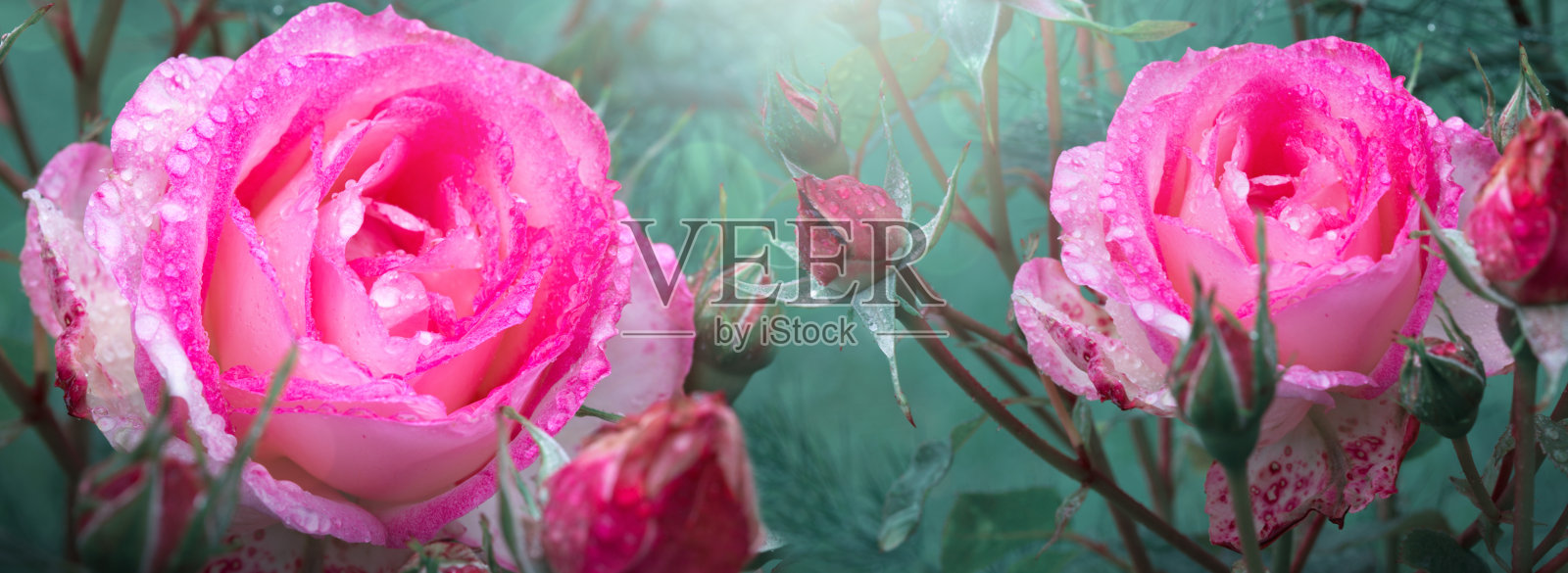 美丽的粉红玫瑰孤立在绿色背景上。照片摄影图片