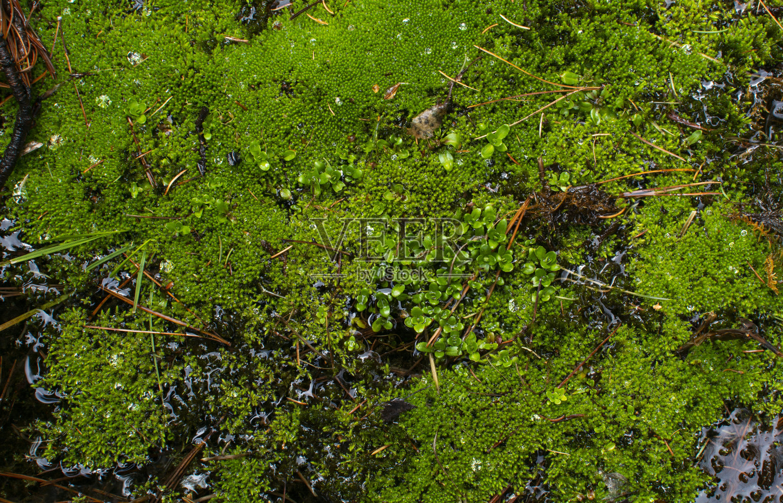 水中有苔藓和绿色植物照片摄影图片