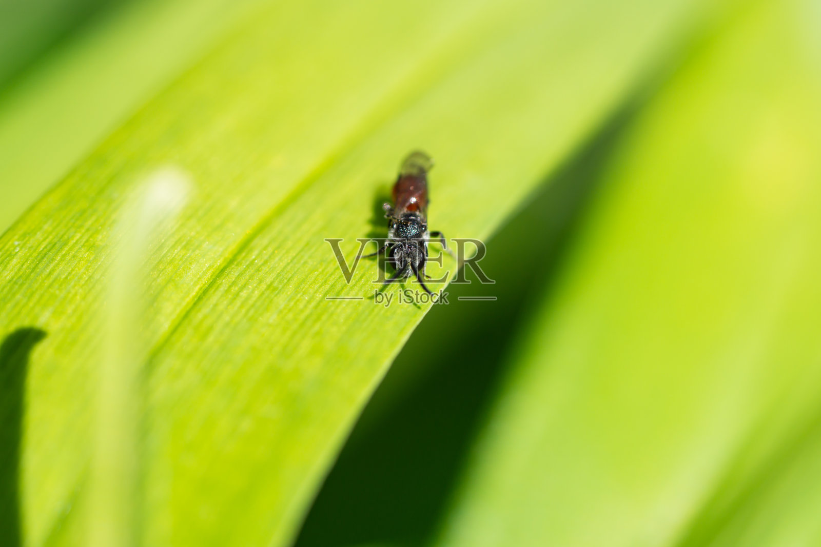 春天叶子上的血蜜蜂照片摄影图片