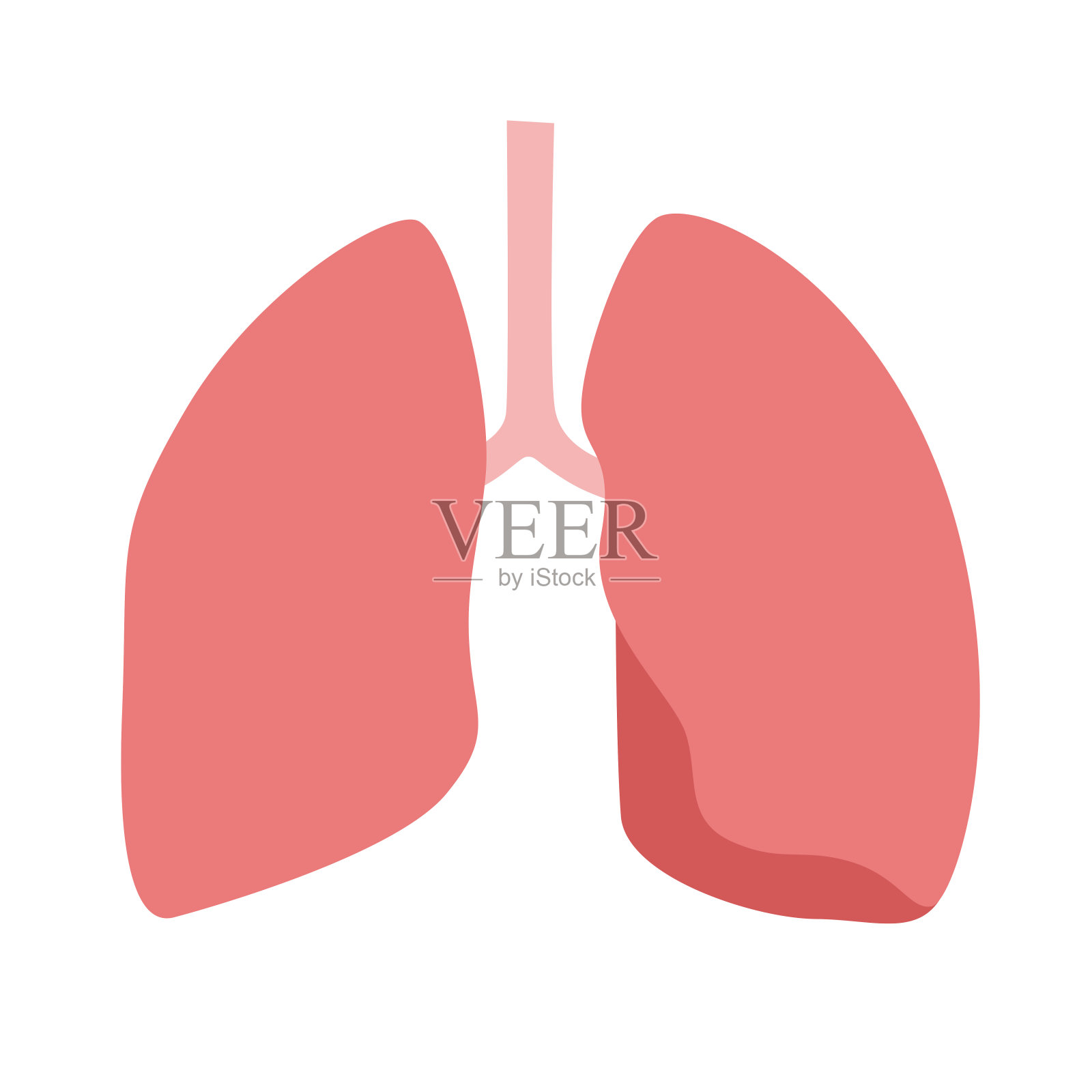 健康的粉红色肺。插画图片素材
