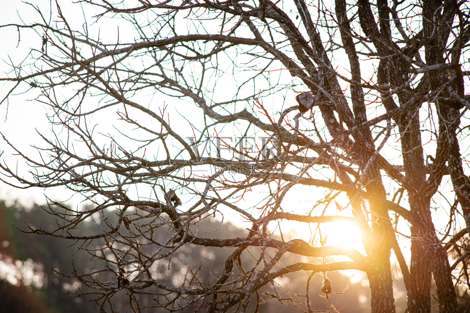 用大自然中的干木片拍摄日出的光线照片摄影图片