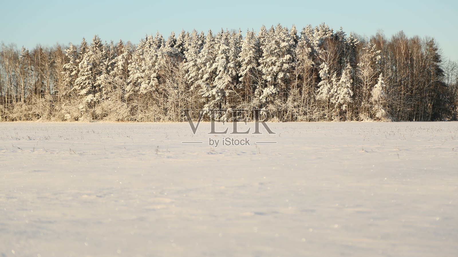 冬天的主题。在阳光明媚的天气里，田野和森林里都是雪和大霜照片摄影图片