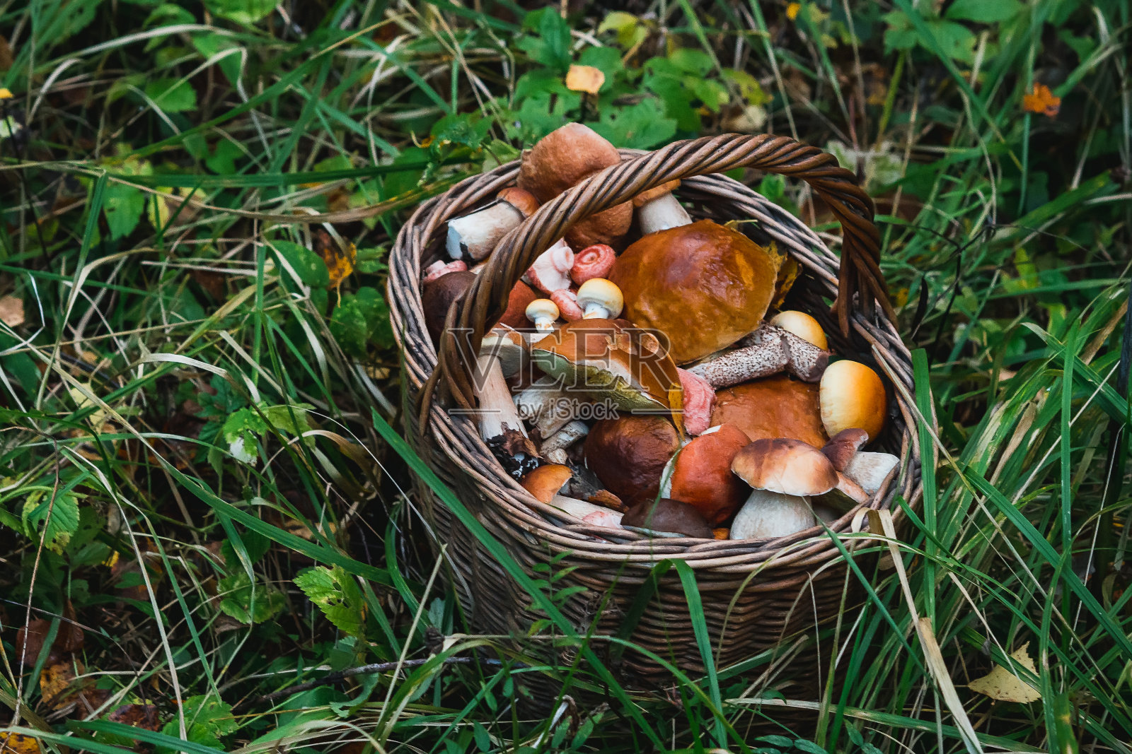 一篮可食用的蘑菇在秋天的森林里照片摄影图片