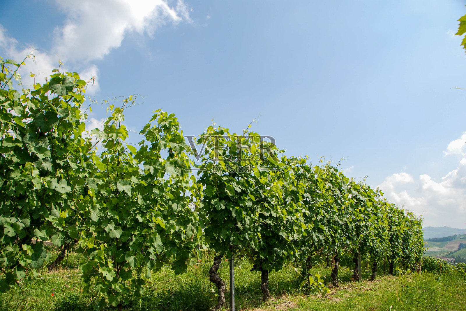 意大利皮埃蒙特朗赫葡萄园照片摄影图片
