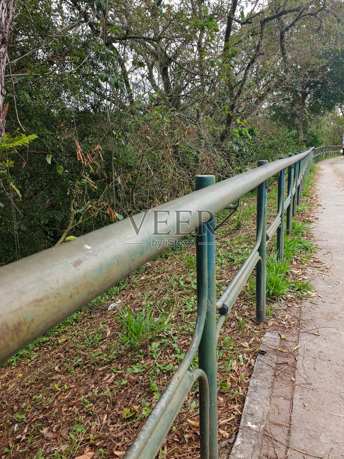 在有树的树林边上的人行道上。照片摄影图片