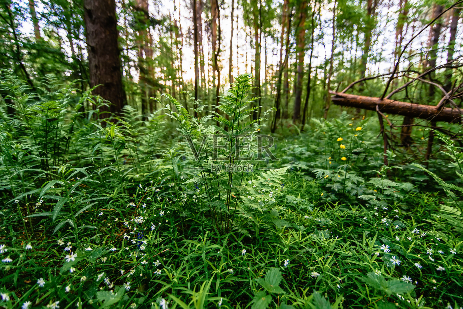 春天，草地上盛开的狗尾草和森林里的蕨类照片摄影图片