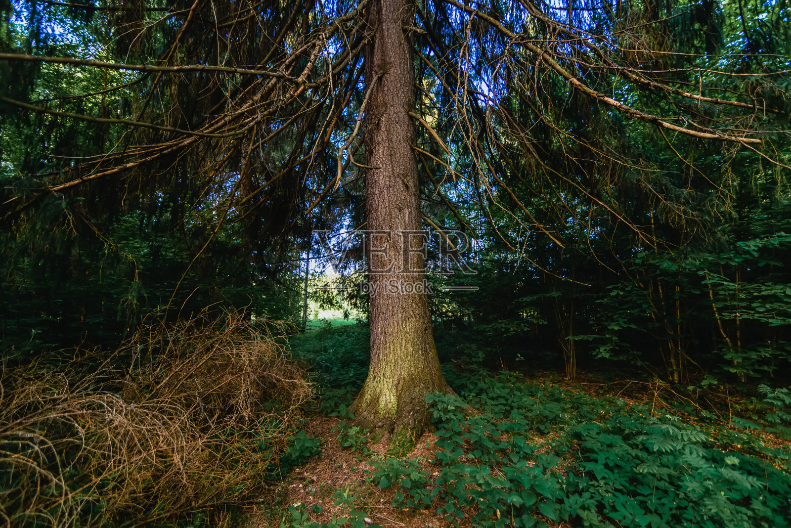 夏季自然景观森林中有冷杉树照片摄影图片