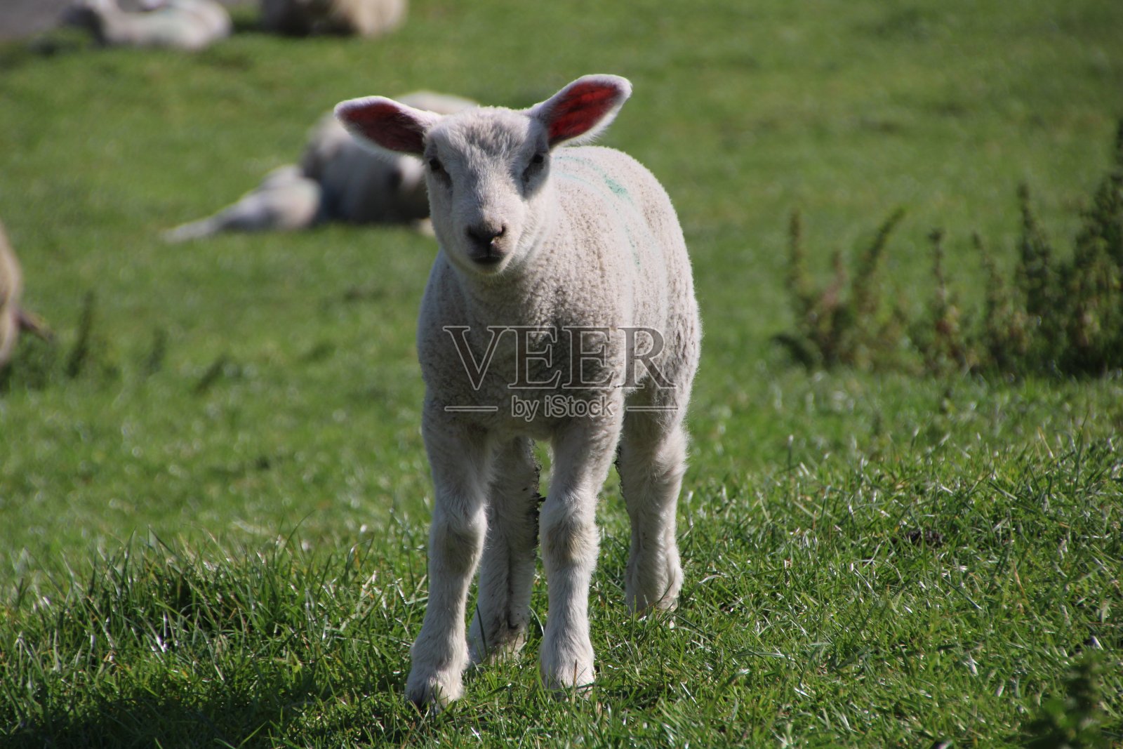 北海海岸堤坝上的小羊照片摄影图片