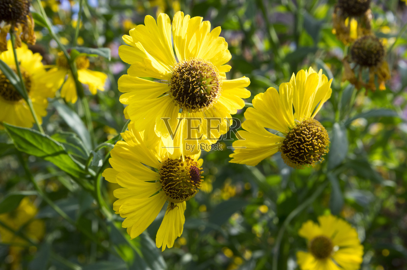秋天常见的打喷嚏草开花，一束黄褐色的花照片摄影图片