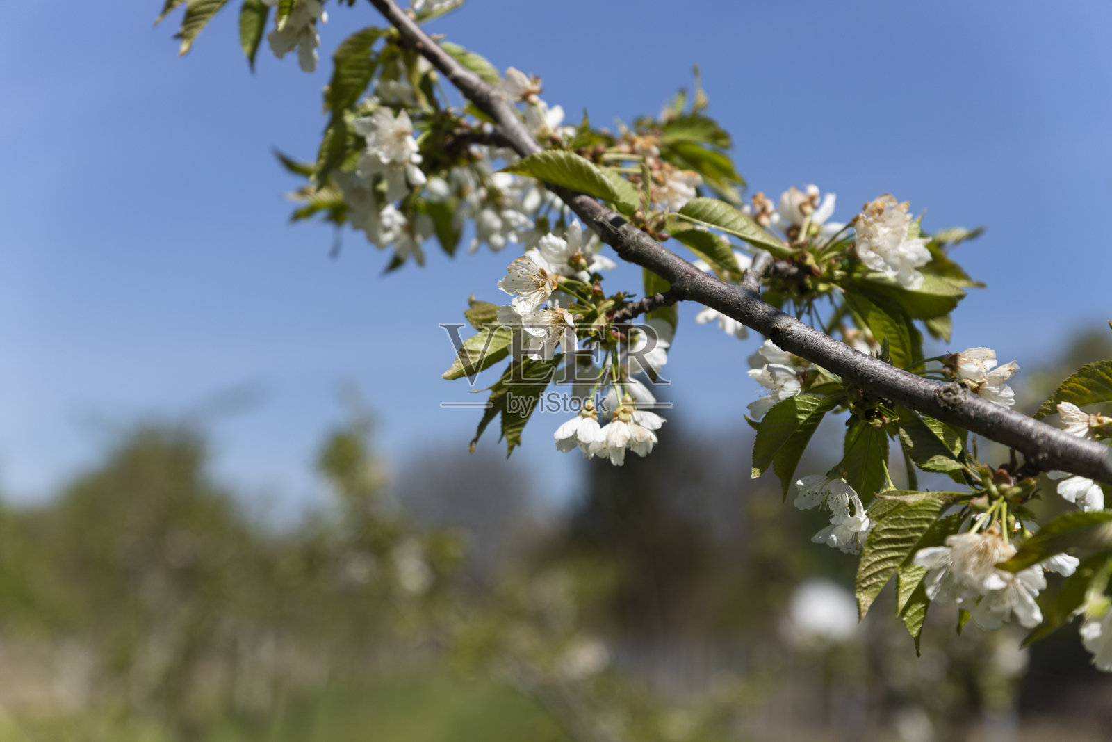 果园里盛开的树木。春季开花概念照片摄影图片