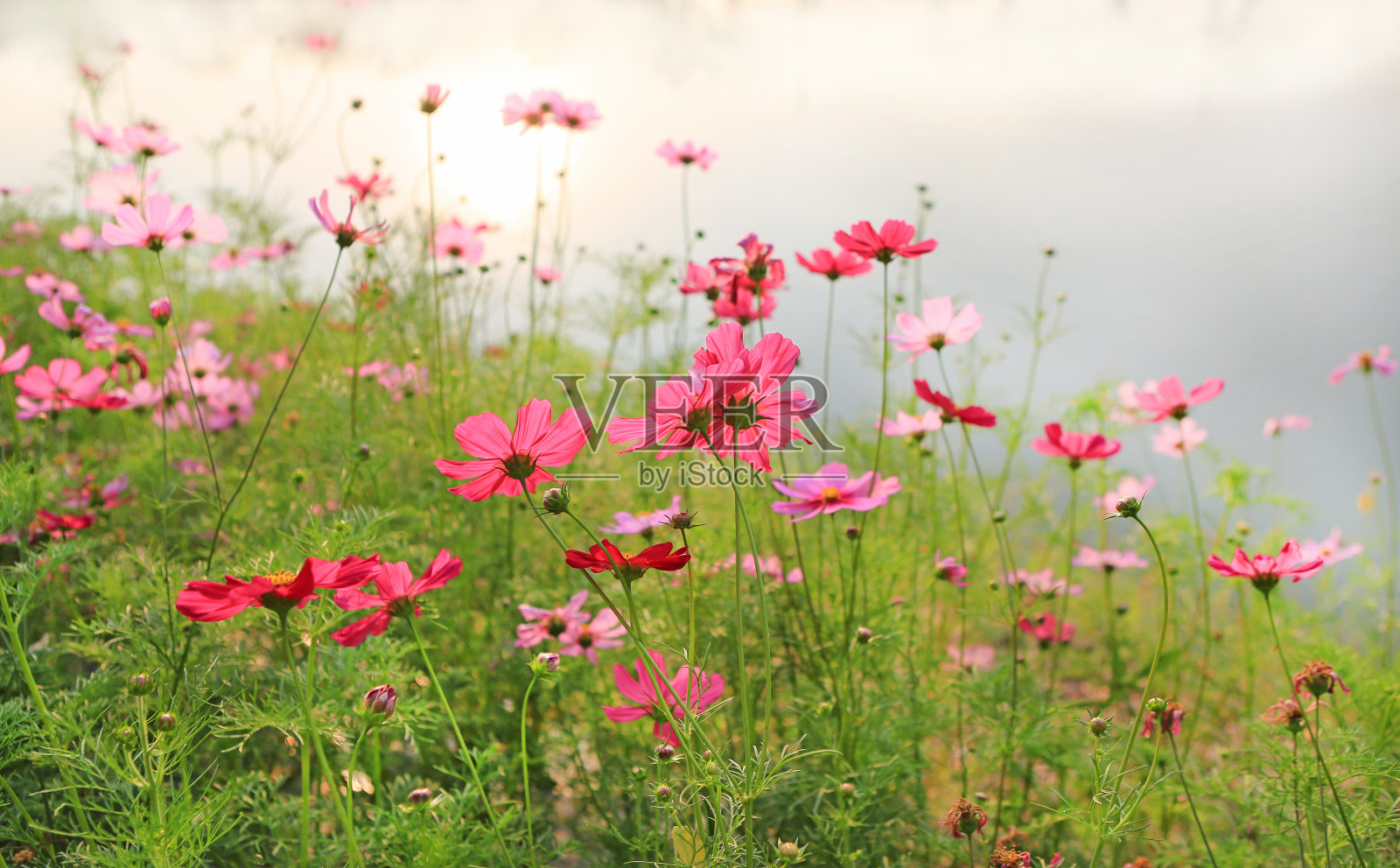 大自然的阳光下，美丽的宇宙花盛开在夏日的园地里。照片摄影图片