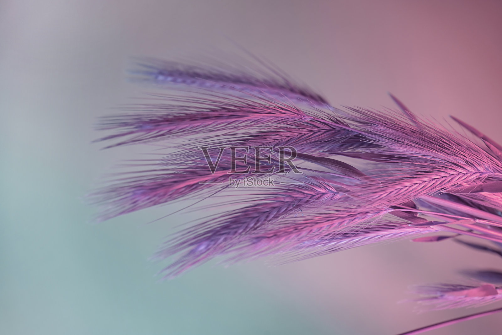 近照小麦abstract小穗，颜色粉红。美丽的植物在霓虹灯下极小。简约复古风格的概念。背景图案设计。照片摄影图片