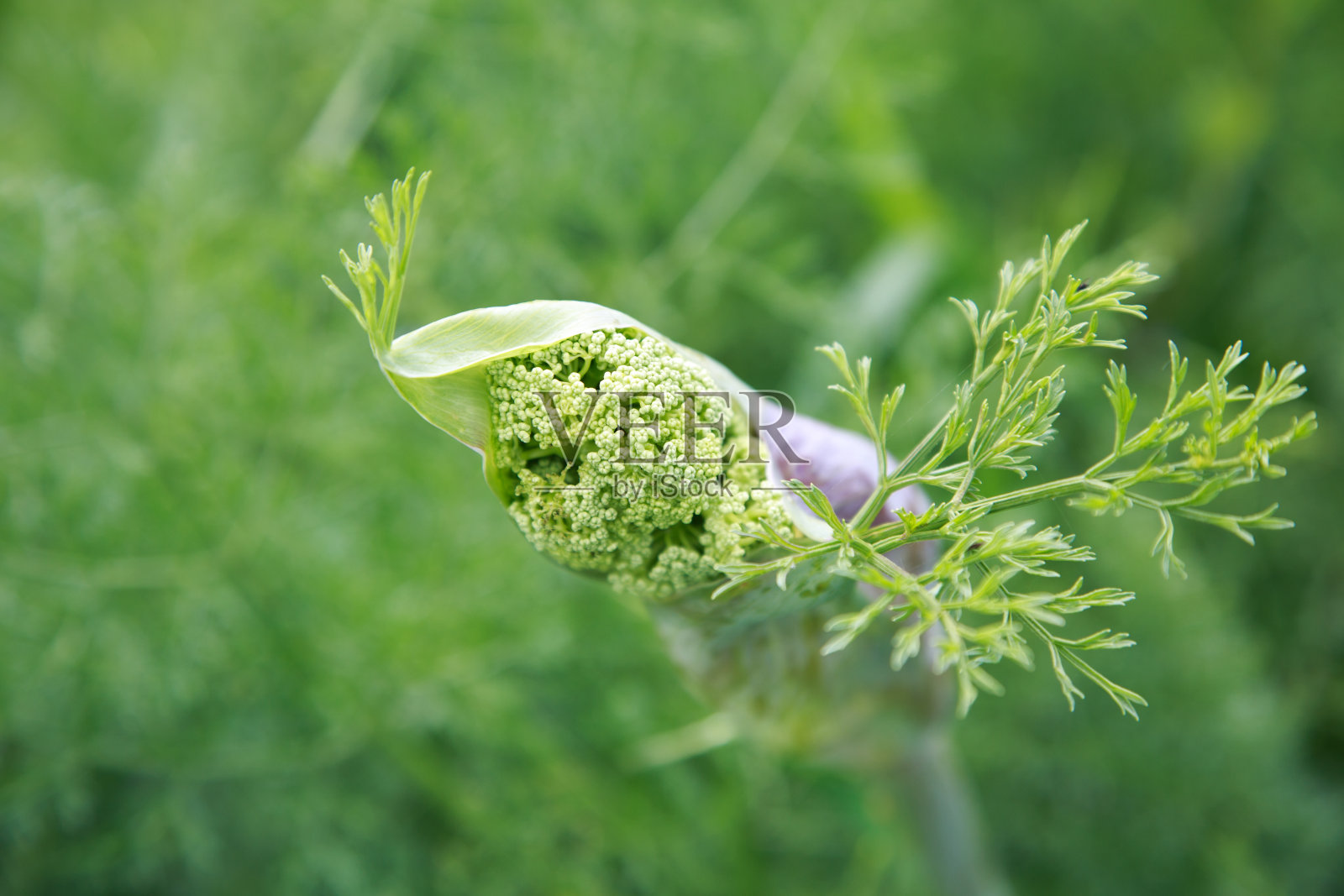 春天发芽。多汁的绿色背景。本空间照片摄影图片